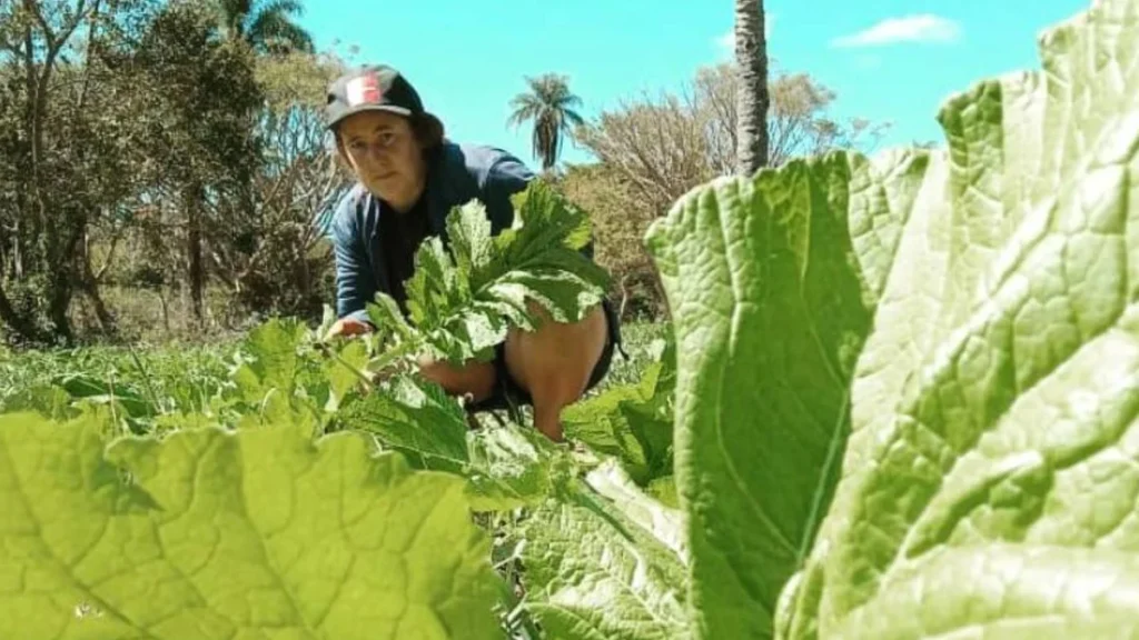 AgroAmigo amplia crédito rural e reduz inadimplência em Minas Gerais em 2025