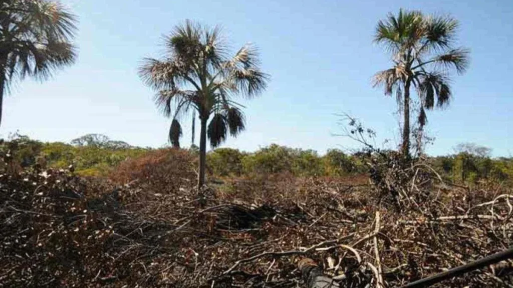 Alerta de baixa umidade em Minas Gerais: 64 municípios em risco potencial