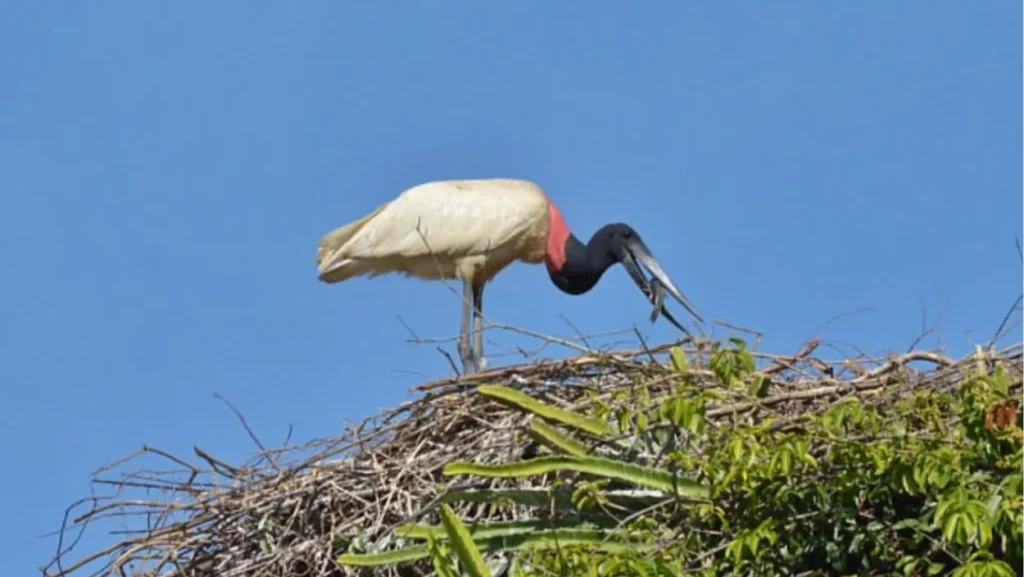 O Refúgio Surpreendente do Tuiuiú em Minas Gerais: A Vida Além do Pantanal O Refúgio Surpreendente do Tuiuiú em Minas Gerais: A Vida Além do Pantanal