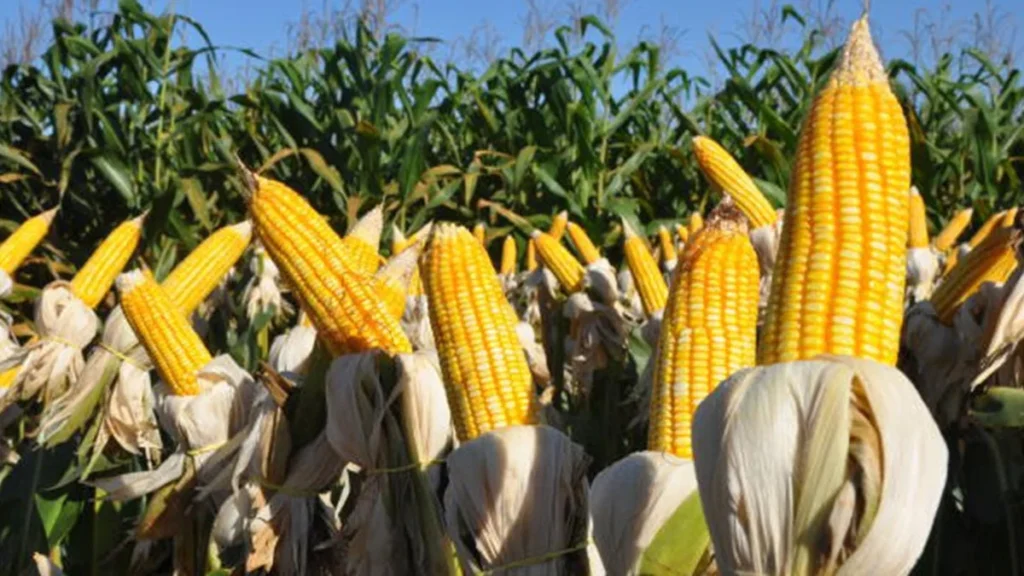 Produção de Grãos em Minas Gerais Cresce 3,6% na Safra 2025/26, aponta Conab Produção de Grãos em Minas Gerais Cresce 3,6% na Safra 2025/26, aponta Conab