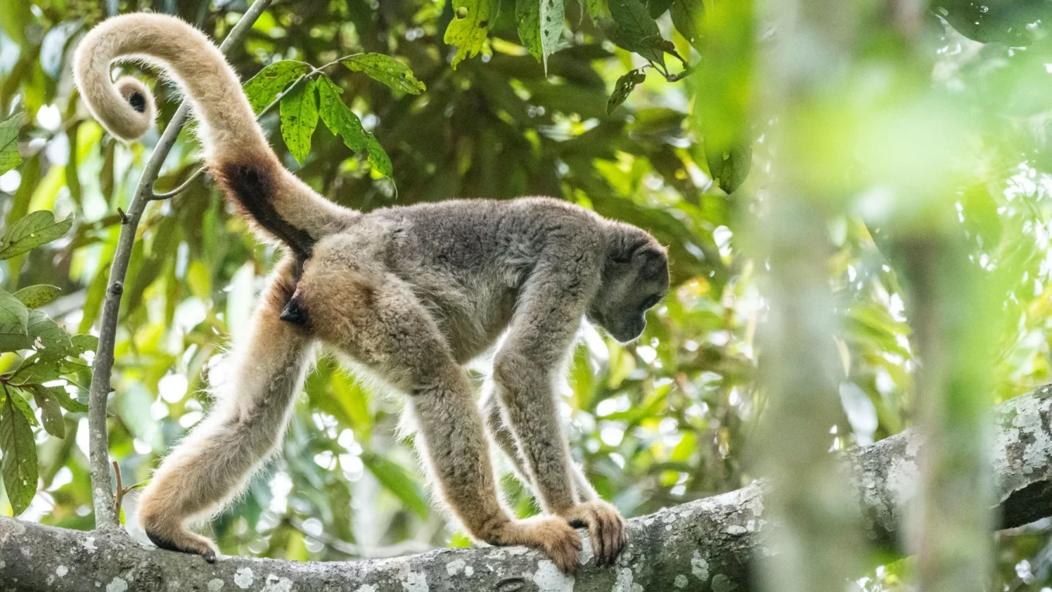 A volta dos muriquis às matas de Ibitipoca: um marco para a conservação em Minas Gerais